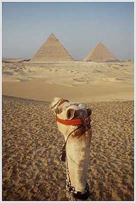 Cairo Camel Pyramids Photo